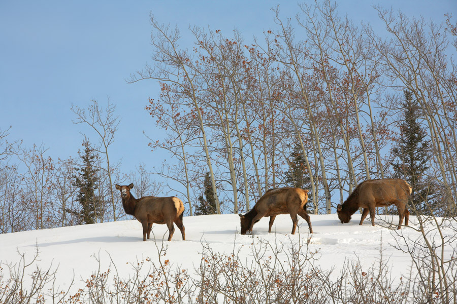 fetching elk