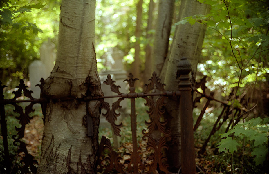 cemetery fence and tree