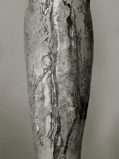lucy's calf