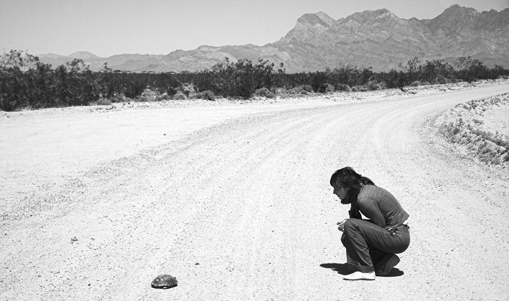 tortoise, road to nowhere