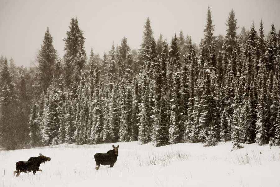 alaska highway moose
