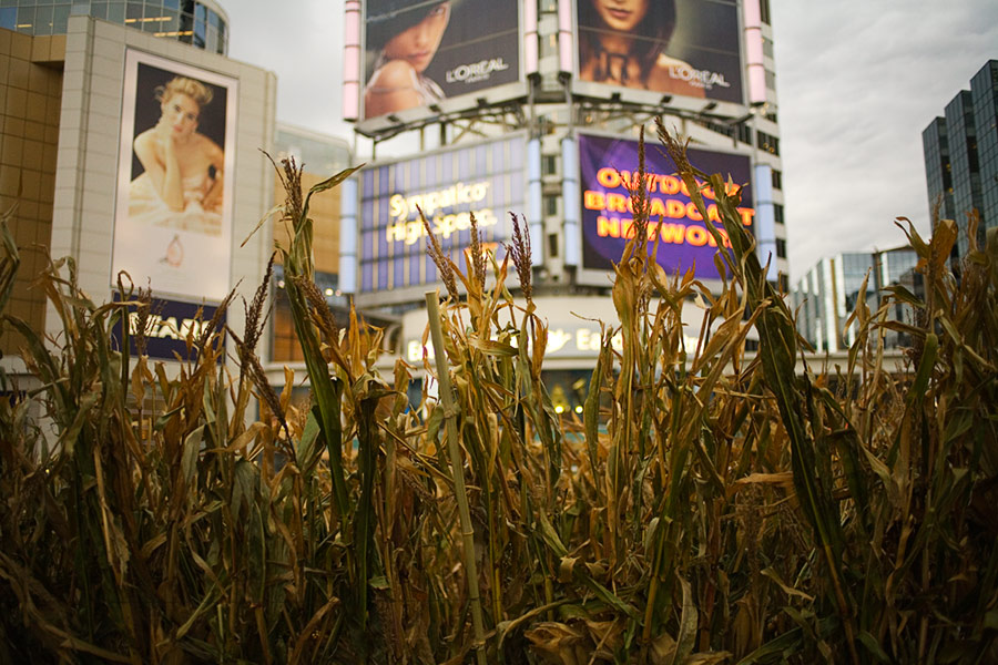 maize in the city