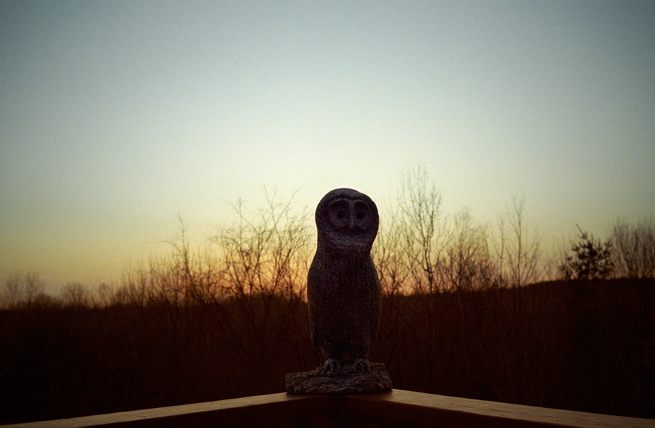 jane and cam's owl