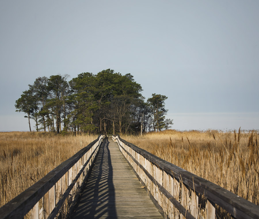 The Path