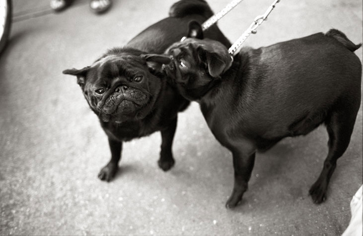 puppies