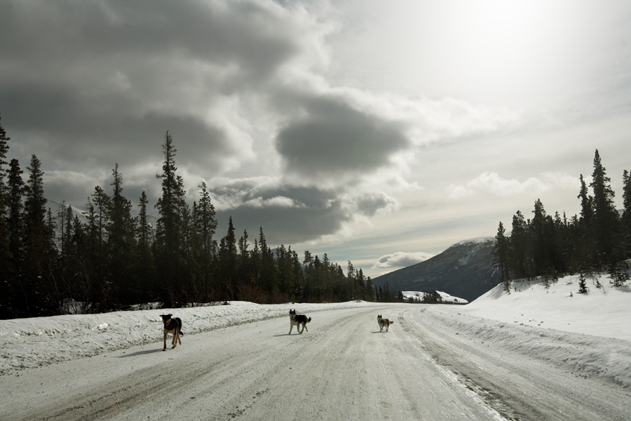 strays, miles from nowhere